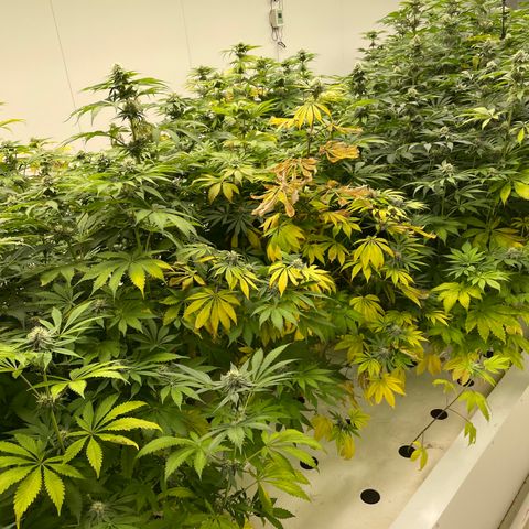 Cbg  growlog timeline photo