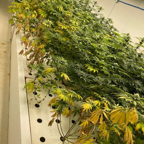Cbg  growlog timeline photo
