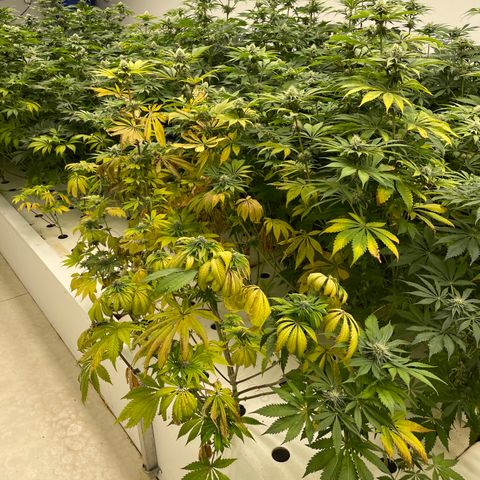 Cbg  growlog timeline photo