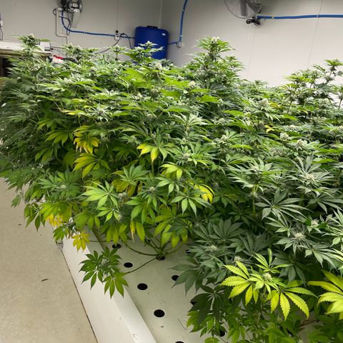 Cbg  growlog timeline photo