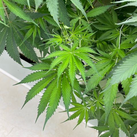 Lifter  growlog timeline photo