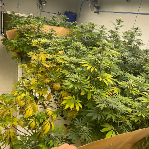 Cbg  growlog photo: Getting ready for foliage spray 