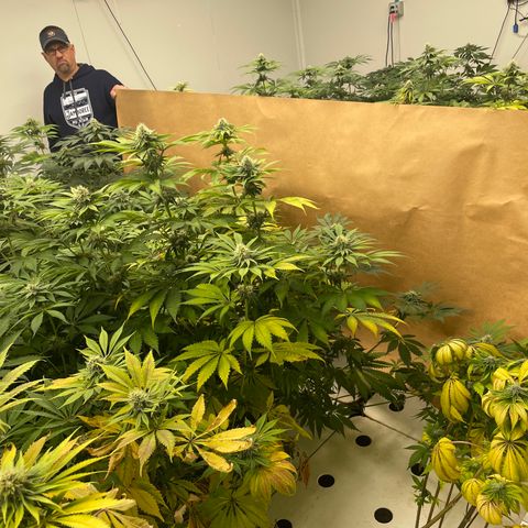 Cbg  growlog photo: Getting ready for foliage spray 