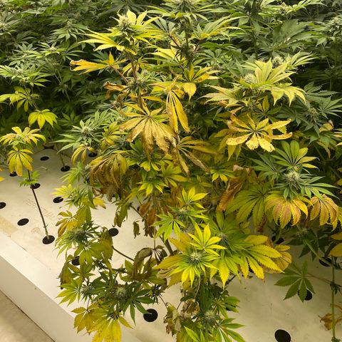 Cbg  growlog photo: Getting ready for foliage spray 