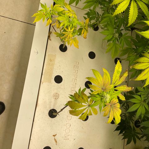 Cbg  growlog photo: Getting ready for foliage spray 