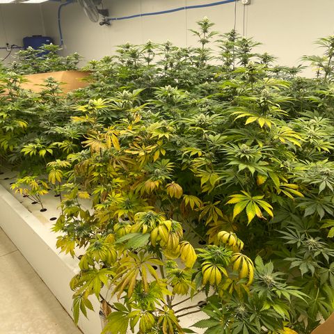Cbg  growlog photo: Getting ready for foliage spray 