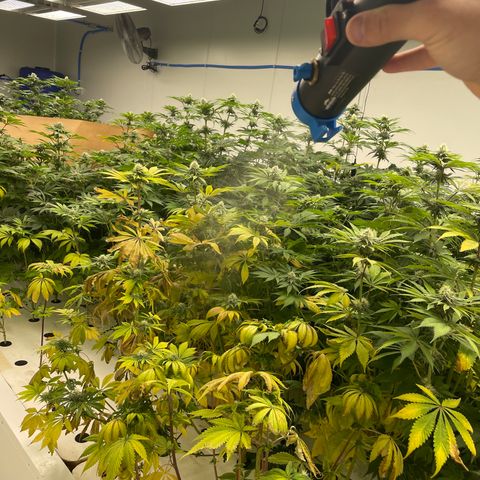 Cbg  growlog timeline photo