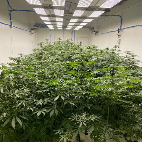 Cbg  growlog photo: Experiment started for yellowing 