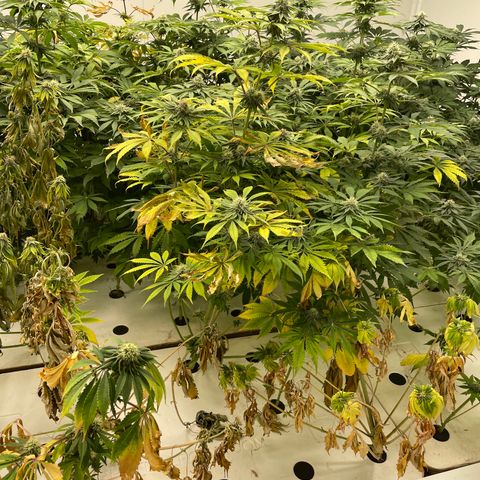 Cbg  growlog photo: Experiment started for yellowing 