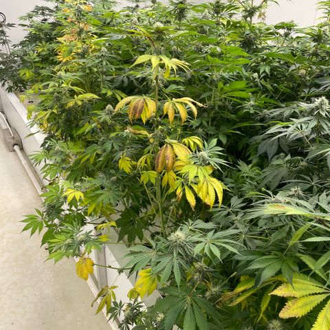 Cbg  growlog timeline photo