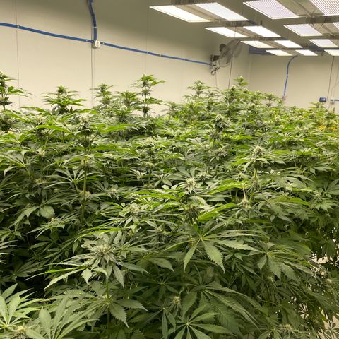 Cbg  growlog photo: Experiment started for yellowing 