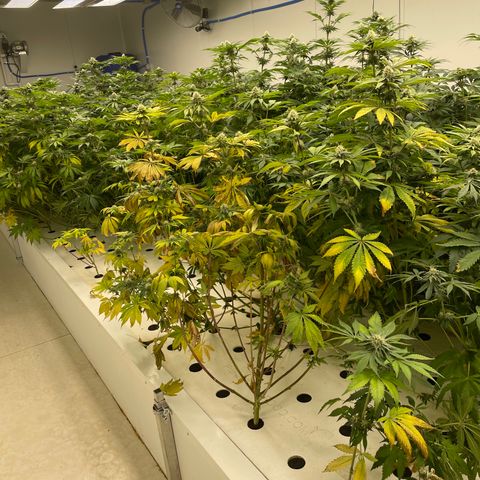 Cbg  growlog photo: Experiment started for yellowing 