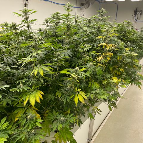 Cbg  growlog timeline photo