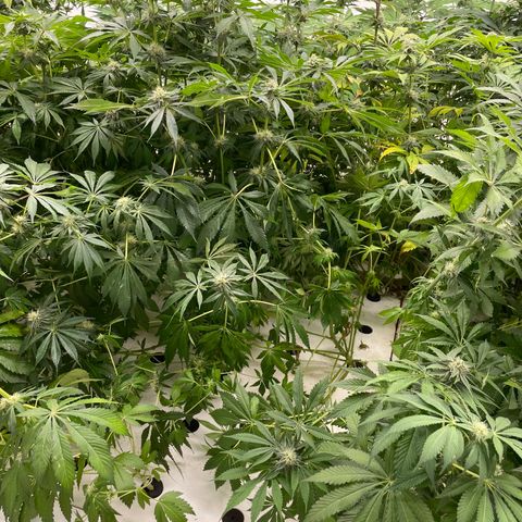 Cbg  growlog timeline photo