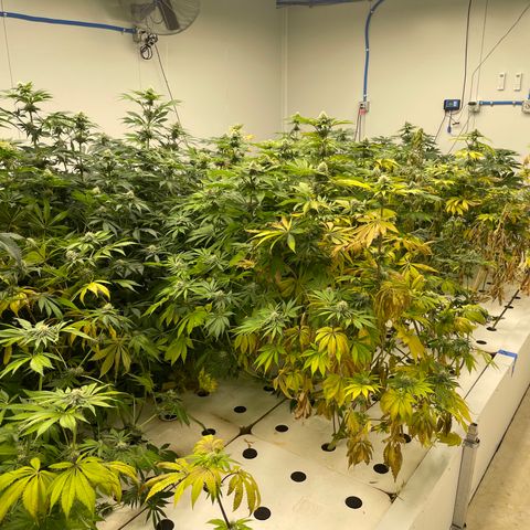 Cbg  growlog photo: Experiment started for yellowing 