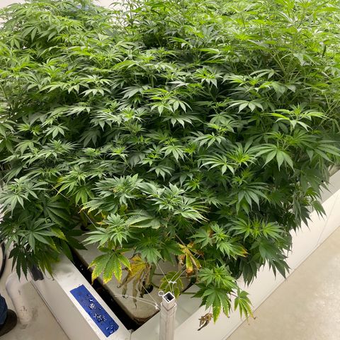 Lifter  growlog photo: Starting foliage spray 