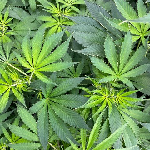 Lifter  growlog photo: Starting foliage spray 