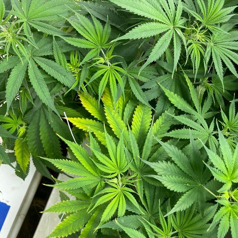 Lifter  growlog photo: Starting foliage spray 