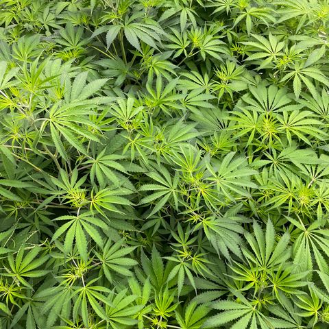 Lifter  growlog photo: Starting foliage spray 
