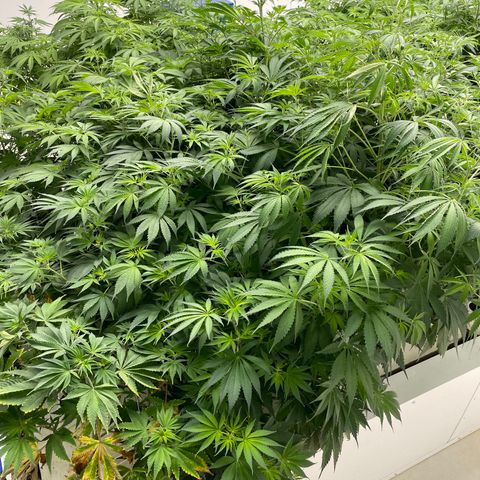 Lifter  growlog photo: Starting foliage spray 