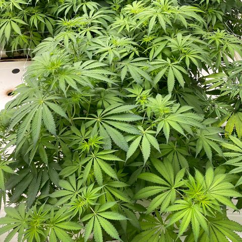 Lifter  growlog photo: Starting foliage spray 