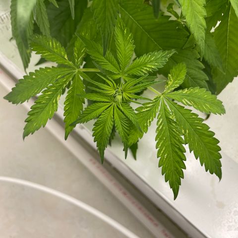 Lifter  growlog photo: Starting foliage spray 