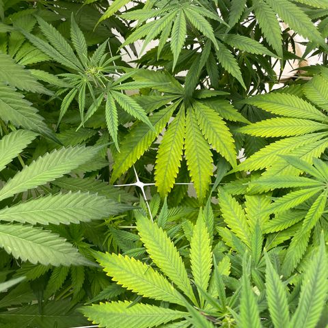 Lifter  growlog photo: Starting foliage spray 