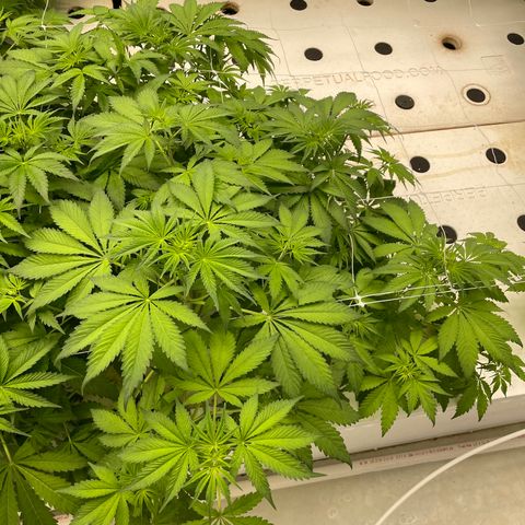 Lifter  growlog photo: Starting foliage spray 