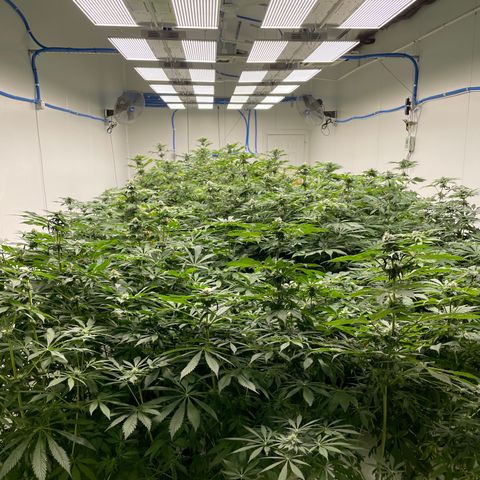 Cbg  growlog timeline photo