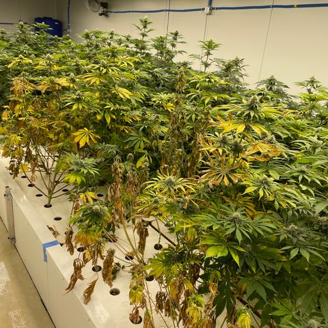 Cbg  growlog timeline photo