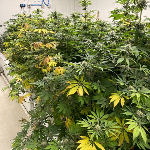 Cbg  growlog timeline photo