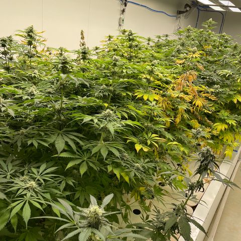 Cbg  growlog timeline photo