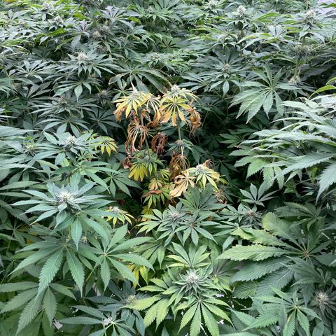 Cbg  growlog timeline photo