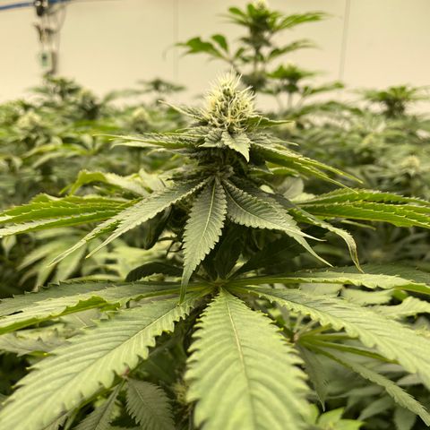 Cbg  growlog timeline photo