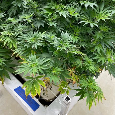 Lifter  growlog timeline photo