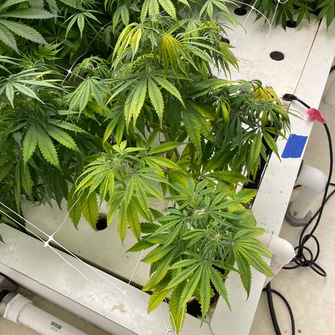 Lifter  growlog timeline photo