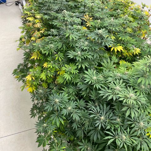 Cbg  growlog photo: Yellow a  4 days from harvest a few hermits found in the room 