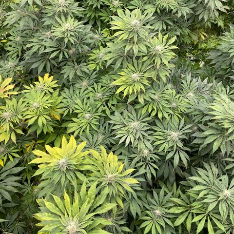 Cbg  growlog photo: Yellow a  4 days from harvest a few hermits found in the room 