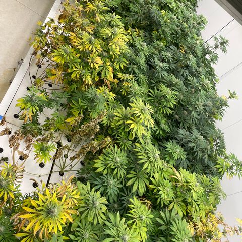 Cbg  growlog photo: Yellow a  4 days from harvest a few hermits found in the room 