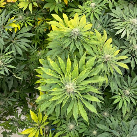 Cbg  growlog photo: Yellow a  4 days from harvest a few hermits found in the room 