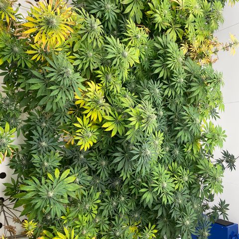 Cbg  growlog photo: Yellow a  4 days from harvest a few hermits found in the room 
