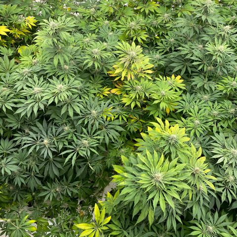 Cbg  growlog photo: Yellow a  4 days from harvest a few hermits found in the room 