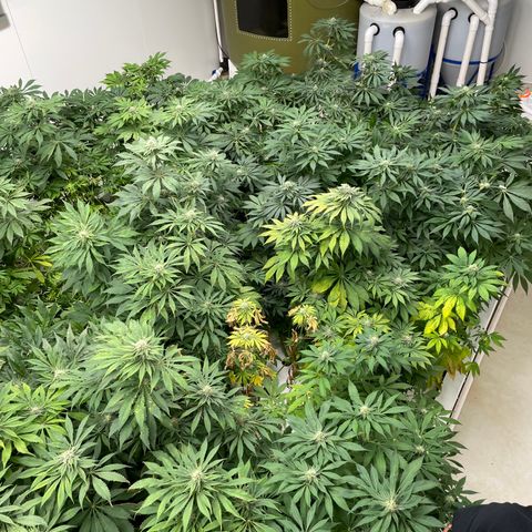 Cbg  growlog photo: Yellow a  4 days from harvest a few hermits found in the room 