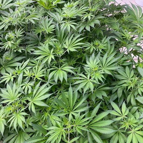 Lifter  growlog photo: Looking alright but leaves curled upward 