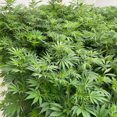 Lifter  growlog photo: Looking alright but leaves curled upward 