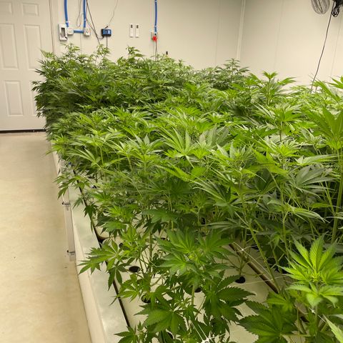 Lifter  growlog photo: Looking alright but leaves curled upward 
