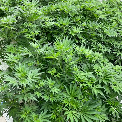 Lifter  growlog photo: Looking alright but leaves curled upward 