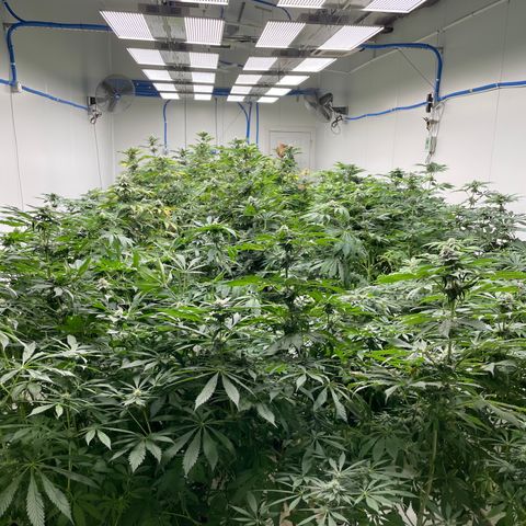 Cbg  growlog photo: Yellow a  4 days from harvest a few hermits found in the room 