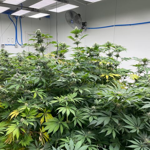 Cbg  growlog photo: Yellow a  4 days from harvest a few hermits found in the room 
