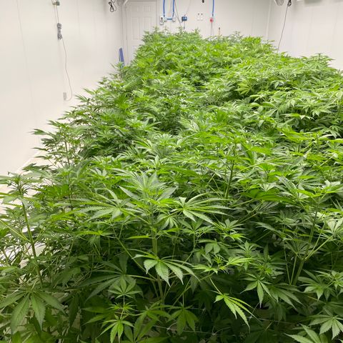 Lifter  growlog photo: Looking alright but leaves curled upward 
